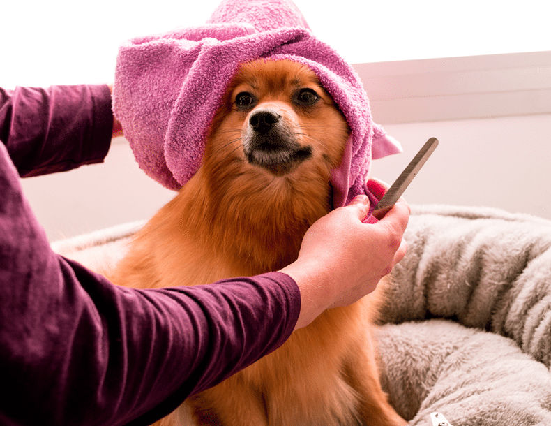 Dog nail care and trimming