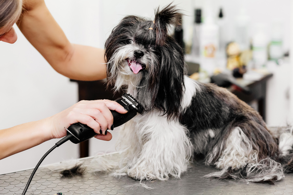 How often to groom different dog breeds